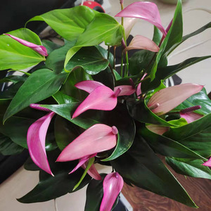 进口紫色红掌盆栽紫掌香妃齐祖 粉掌 莉莉室内办公室绿植四季常青