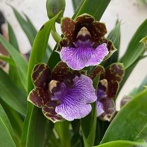 兰花洋兰紫香兰开花香四季盆栽室内净化空气绿植办公室桌面吸甲醛