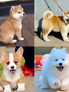 柯基幼犬活体幼崽赛级纯种日本柴犬豆柴秋田犬萨摩耶家养宠物狗