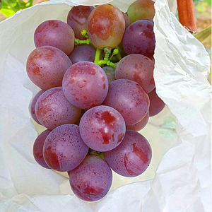 玫瑰香葡萄4斤整箱提子包邮山东大泽山当应季现摘现发新鲜水果