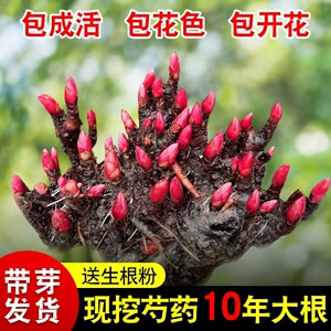 重瓣带芽芍药花苗种根四季开花根块阳台盆栽庭院鲜花绿植花卉植物