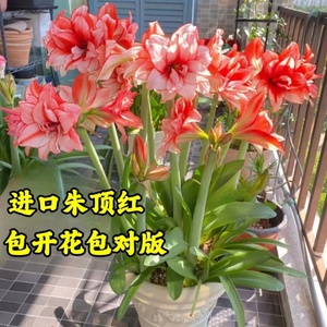 进口朱顶红种球超大对版重瓣盆栽花卉室内外阳台庭院植物四季开花