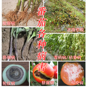 病全治 西红柿专用枯萎黄萎早晚疫e霜霉霉灰叶病菌 微生物毒剂