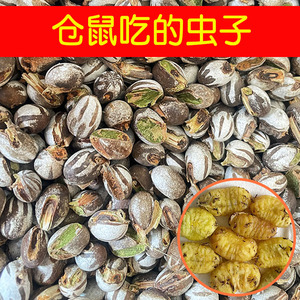 仓鼠吃的虫子零食坦克虫活虫洋杨拉罐辣子金丝熊蜜袋鼯增肥高蛋白