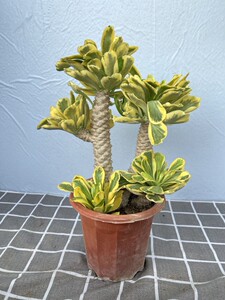 扇贝麒麟锦沙生类大戟科好养基地直销图片仅供参考地区特殊不包邮