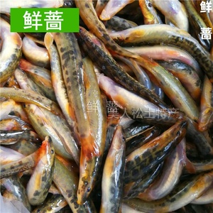 东北长白山花泥鳅江河小杂鱼红尾钢湫小河鱼1斤每份满2份包邮
