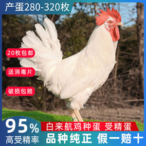 8015人付款淘宝高产白羽蛋鸡苗白来航鸡苗纯白鸡苗活体蛋鸡脱温鸡特惠