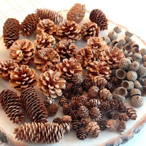 松子壳装饰手工创意松果壳植物模型小松塔装饰工艺品野生摆件干