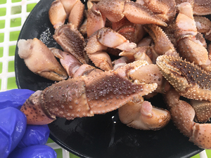 1500g海怪腿新鲜海鲜野生海捕寄居蟹钳蟹鳌海鲜麻辣醉蟹钳3斤包邮