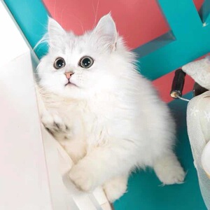 白色英短纯种金吉拉幼猫小奶猫可爱宠物纯白长毛猫猫咪活物小猫咪