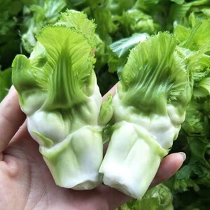 映初函旗舰店天猫儿菜种子四川抱子芥菜母子菜超生菜角儿菜芽芽菜抱