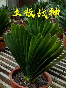 长春精品名贵高档君子兰立板战神小苗圆头室内盆栽四季植物吸甲醛