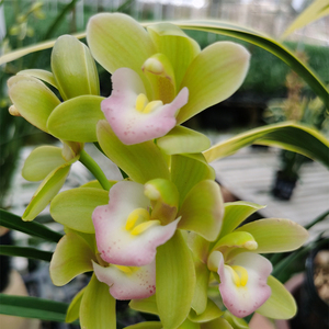 十八格格兰花草蕙兰香兰苗好养易活净化空气花卉绿植盆栽