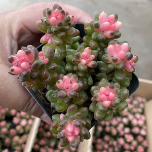 彩色赤豆药锦多肉植物窗阳台办公室内桌面美观趣味小盆栽花卉绿植