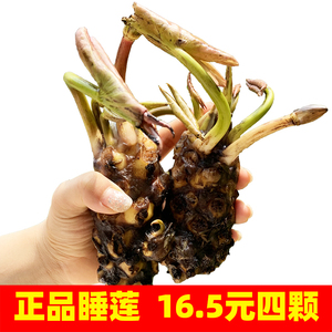 5元 4棵大睡莲根块池塘水培植物盆栽四季莲花水养花卉荷花根茎