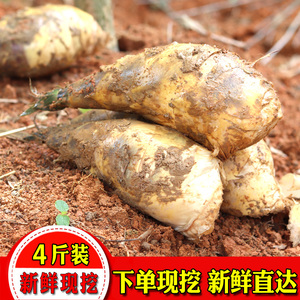 温州马蹄笋新鲜福建特产黄田春夏鲜笋现挖脆嫩笋尖甜笋蔬菜营养