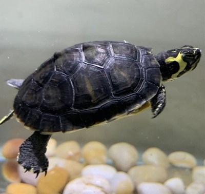 小龟淡水吃粪龟鱼缸混养杂食招财龟侧颈龟活物家养龟tb740514894169