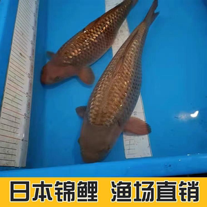 精品日本闪鳞茶鲤锦鲤鱼带头纯种不怕人锦鲤银鳞茶鲤发光鳞片锦鲤