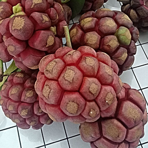 现货现摘黑老虎2斤野生恶魔果大血藤果五味子果实布福娜冷饭团