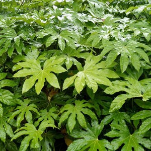 八角树小苗