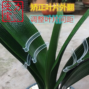 叶子夹子修型矫正器君子兰叶片整形校正器 定型扶正夹板固定夹