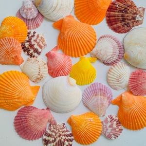 天然贝壳海螺海星寄居蟹壳鱼缸造景橱窗地台装饰摆件手工黄扇贝