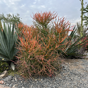 红珊瑚盆栽沙漠绿植物花镜植物彩珊瑚庭院园林绿化地栽盆景光棍树