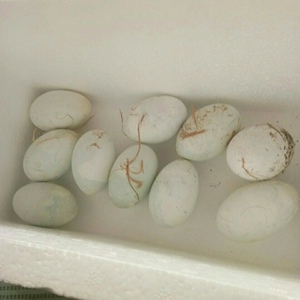 可孵化鸬鹚受精蛋/微山湖鱼鹰蛋 鸬鹚蛋可孵化受精蛋鱼鹰种蛋