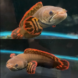 七彩巧克力雷龙鱼