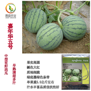 先正达嘉年华五号西瓜种籽孑早熟麒麟瓜西瓜种子圆型西瓜杂交种子