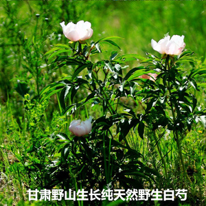 甘肃野生采挖新货天然纯野生白芍500克包邮整根特级可磨粉有赤芍