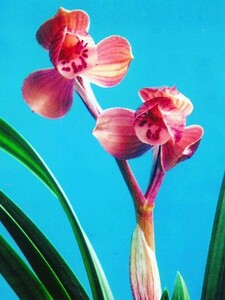 四川兰花苗春剑