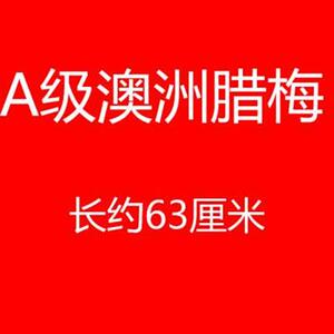 腊梅鲜花蜡梅云南直发斗南昆明基地澳洲插花平头奥洲花市水养澳梅