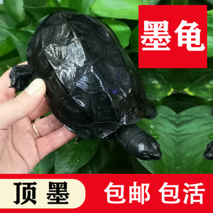 墨龟纯种全黑中华草龟苗乌龟掌中宝乌龟活物镇宅招财