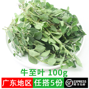 新鲜牛至叶100g 披萨草 阿里根奴 西餐香料 广东5件顺丰包邮