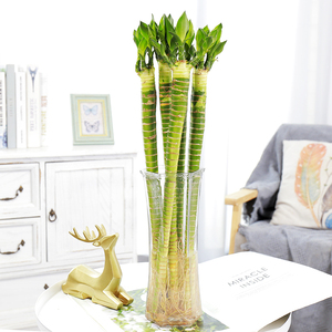 龙竹 水培植物室内水养带根土培客厅办公室转运盆栽花卉常青植物