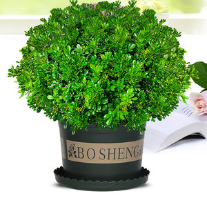 米兰盆栽浓香型四季香水丛生独杆米兰花苗客厅阳台盆景老桩大型树