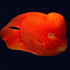 正宗红鹦鹉鱼活鱼苗琻刚起头大小纯种血元宝