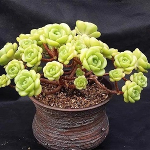 百合莉莉老桩多头群香香的多肉植物百合丽丽群生小老桩圆叶子可爱