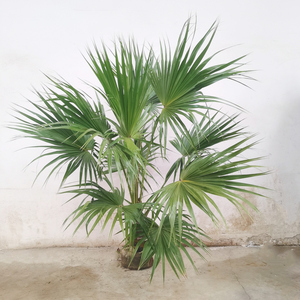 网红大蒲葵盆栽室内吸甲醛植物庭院阳台花园大厅造景净化空气绿植