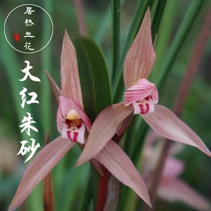 大红朱砂兰花四川