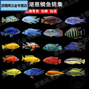三湖慈鲷热带观赏鱼小型淡水南美鱼闯缸马雕非洲王子好养耐活