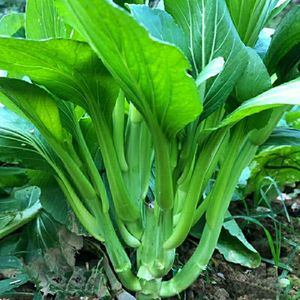 百子千笋菜心种子多芽甜菜心增城迟菜心油菜苔高脚菜心四季播蔬菜