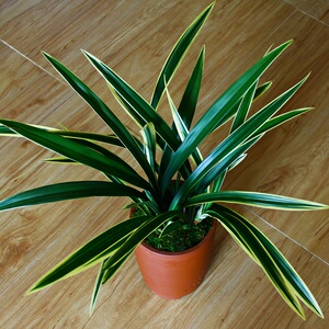 兰花苗【金凤凰】矮种金边建兰花卉绿植兰草阳台客厅办公室小盆栽