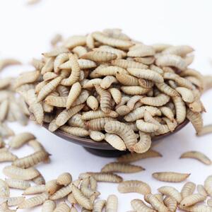 黑水虻活体黄桑鱼中国窝料幼虫鲶鱼鲫鱼鲤鱼黄颡鱼野钓鲜活虫饵