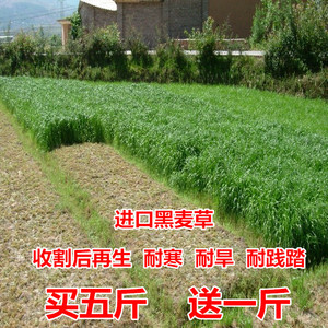 养牛草种四季多年生