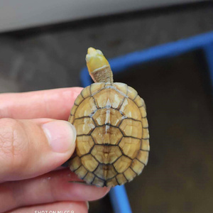 石龟钱物金本青体种b小日龟三赏乌小小苗黄徽青黄观喉活宠安龟纯