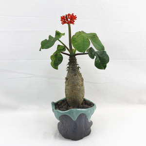 佛肚海棠盆栽庭院阳台办公室净化空气耐旱多肉植物四季开花佛肚树