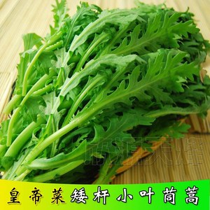 茼蒿菜种芦蒿菜籽光杆皇帝菜四季香菜小叶蔬菜种子春/夏/秋/季