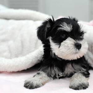 纯种雪纳瑞幼犬活体迷你黑银小狗动物活的可爱小型犬家养宠物狗狗